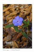 Vinca minor